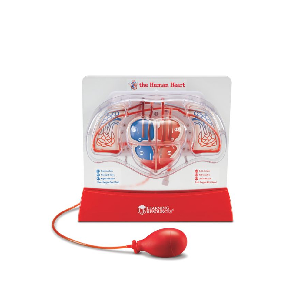 [러닝리소스] 심장박동모형